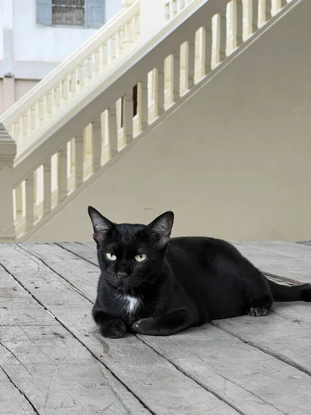 Gato Negro Calle —  Fotos de Stock