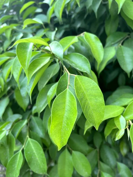 Green Banyan Leaves Plant — Stock Fotó