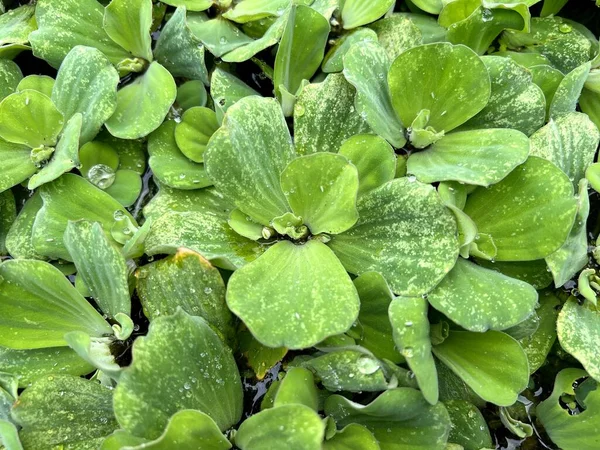 Chiudere Duckweed Sul Laghetto Dei Pesci — Foto Stock