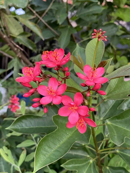 Jatropha Integerrima Virág Természetben Kert — Stock Fotó