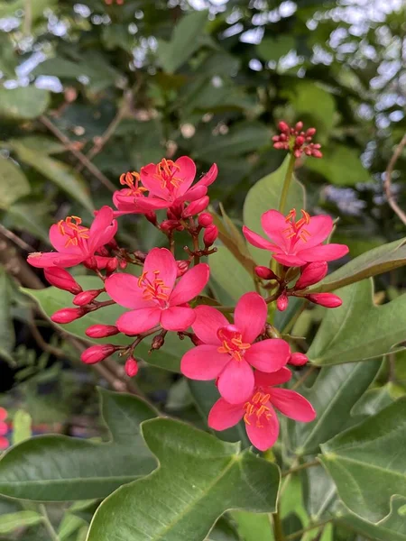 Jatropha Integerrima Květ Zahradě Přírody — Stock fotografie