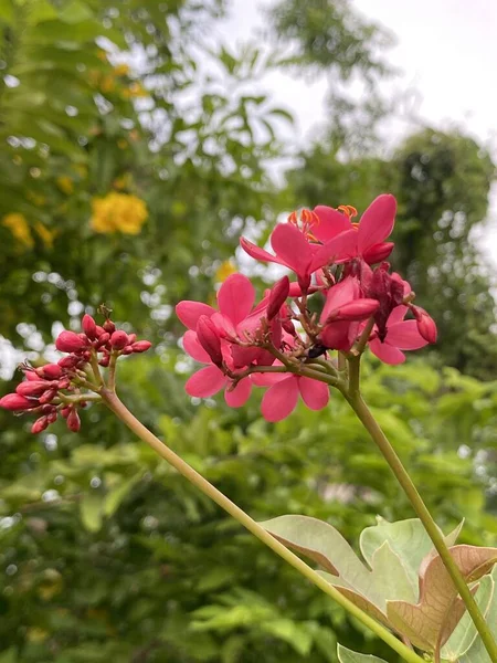 Doğa Bahçesinde Jatropha Integerrima Çiçeği — Stok fotoğraf