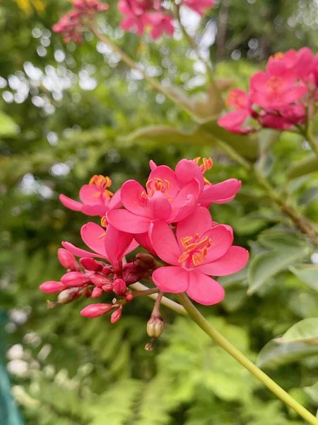 Jatrofa Integerrima Kwiat Ogrodzie Natury — Zdjęcie stockowe