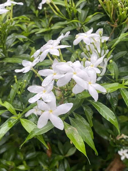 自然の庭に咲くIddaの花 — ストック写真