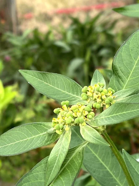 Euphorbia Heterophylla Herbe Fleur Dans Nature Jardin — Photo