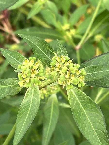 Euphorbia Heterophylla Herbe Fleur Dans Nature Jardin — Photo