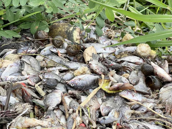 Group Dead Shell Dry Fish Ground — Stock Photo, Image