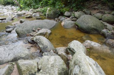Ormandaki nehrin güzel manzarası