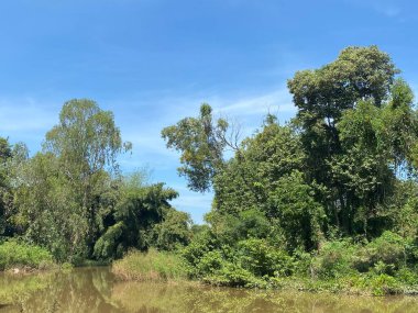 Ormandaki nehrin güzel manzarası