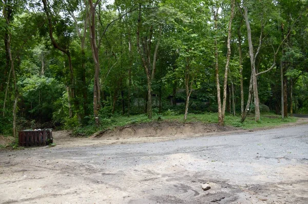 Straße Aus Nächster Nähe Wald Bei Chonburi Thailand — Stockfoto