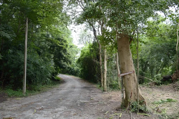 Ein Pfad Wald Bei Chonburi Thailand — Stockfoto