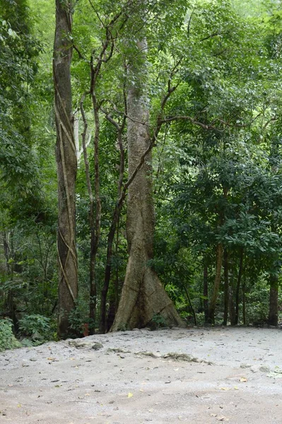 Schöne Aussicht Auf Den Wald — Stockfoto