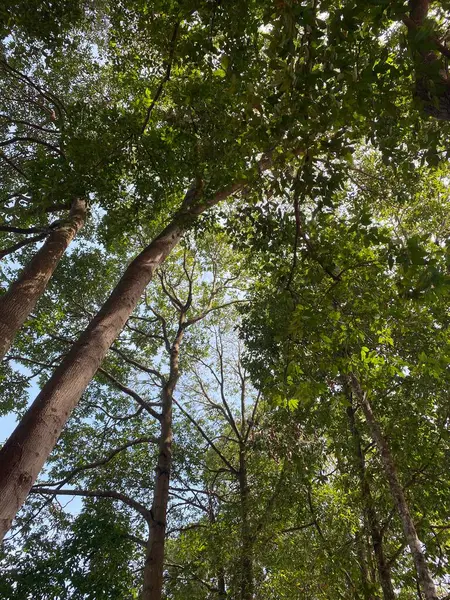 Árboles Verdes Bosque — Foto de Stock