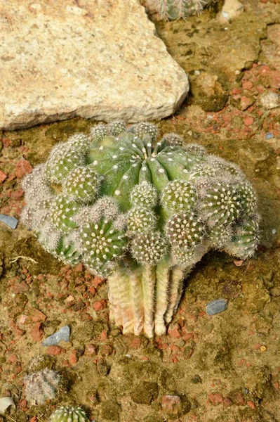 Zavřít Kaktus Zemi — Stock fotografie