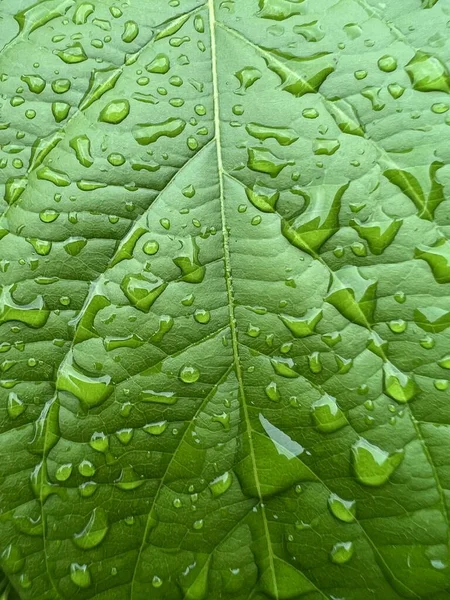 Zielony Liść Tekstury Naturalne Tło — Zdjęcie stockowe