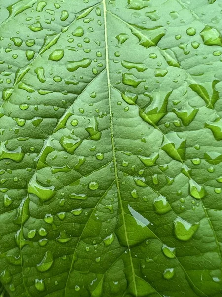 Texture Feuille Verte Fond Naturel — Photo