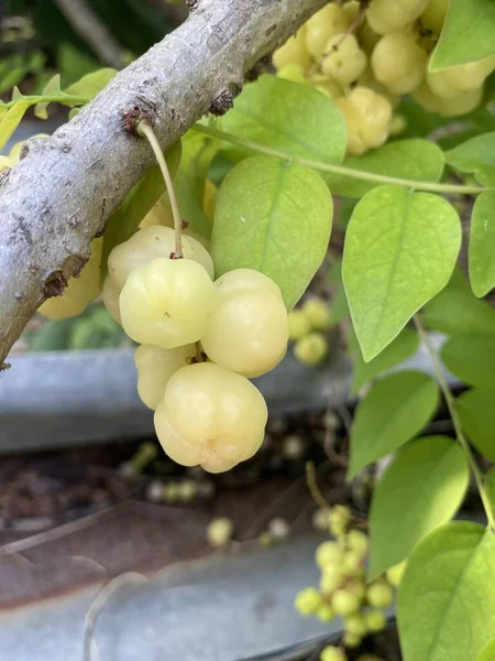 Fruta Grosella Árbol — Foto de Stock