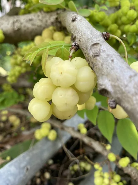 Stern Stachelbeere Frucht Auf Dem Baum — Stockfoto