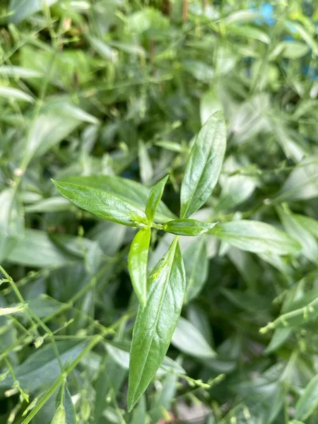 Πράσινο Andrographis Paniculata Φύλλα Ενός Φυτού Στον Κήπο — Φωτογραφία Αρχείου