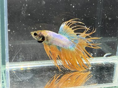 Akvaryumdaki betta balığı, yakın çekim.