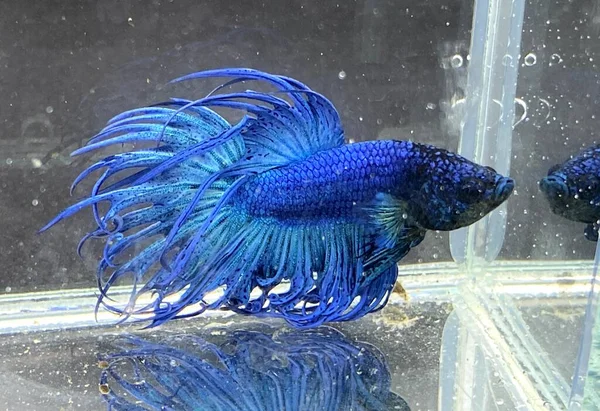 Akvaryumdaki mavi ve beyaz betta balığı