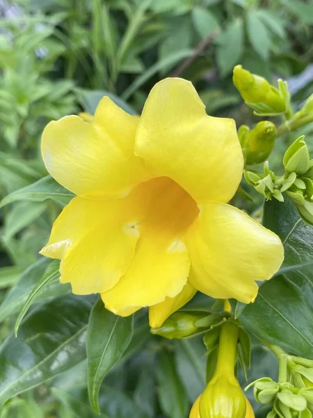 Amarelo Allamanda Cathartica Flor Jardim — Fotografia de Stock