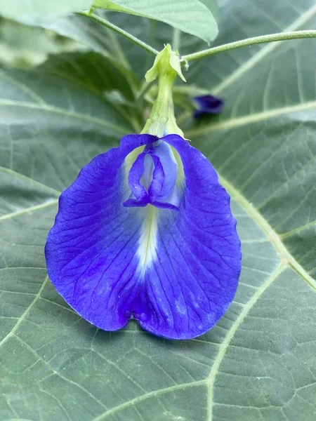 Vacker Blå Fjäril Ärta Blomma Trädgården — Stockfoto