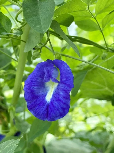 Mooie Blauwe Vlinder Erwt Bloem Tuin — Stockfoto
