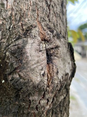 Eski ağaç kabuğu dokusu