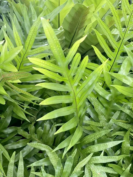 Verde Fresco Phymatosorus Grossus Samambaia Jardim Natureza — Fotografia de Stock