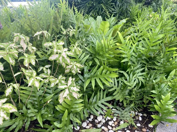 植物区系和植物区系蕨类植物在自然花园里的生长 — 图库照片