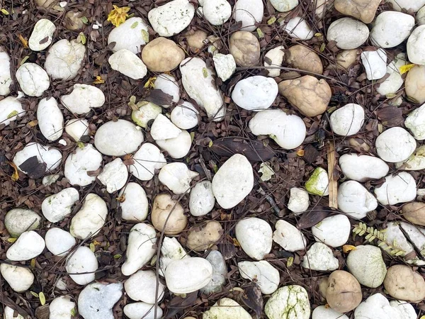 Background Stones Shells — Stock Photo, Image