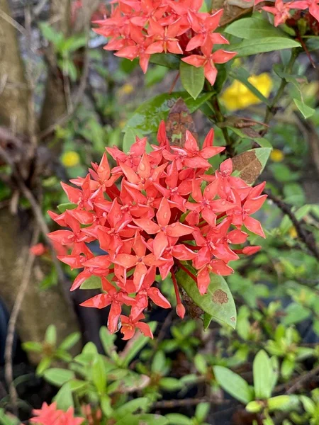 自然園の赤いイクソラの花 — ストック写真