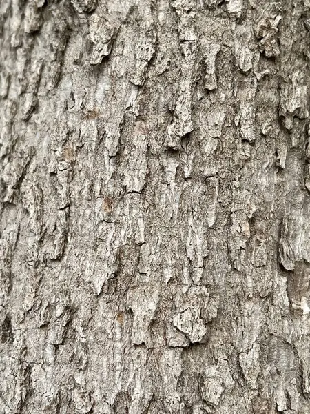 Konsistens Barken Från Träd — Stockfoto