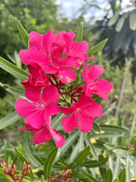 Gyönyörű Rózsaszín Nerium Oleander Virág Kertben — Stock Fotó