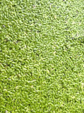 Göldeki ördek otu dokusunu kapat.