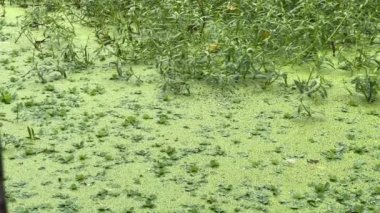 Yağmurlu Gün su üzerinde yeşil duckweed