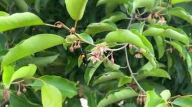 Mimusops elengi tree in nature garden