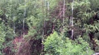 Tayland 'da yağmuru kapat