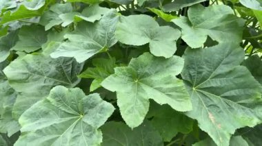 Taze yeşil abelmochus esculentus ağacı doğa bahçesinde.