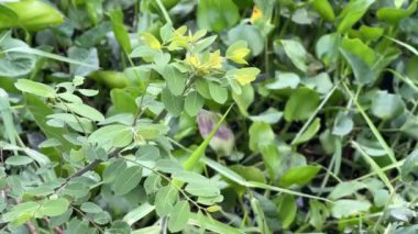 Phyllanthus doğa bahçesindeki bitkiyi canlandırıyor.