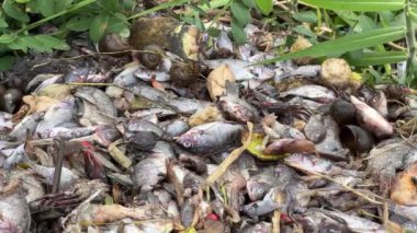 Toplu ölü kabuklar ve yerde kuru balıklar.