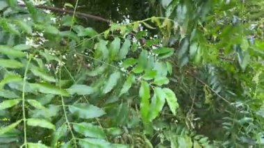 Doğa bahçesinde taze yeşil Azadirachta çivit yaprağı