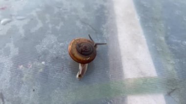 close up Snail on plastic fabric
