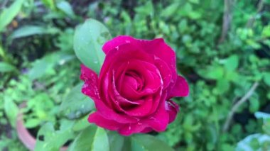 Doğa bahçesinde pembe gül çiçeği