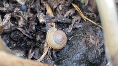 Salyangoz yerde sürünüyor.