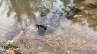 Kanalda nehir salyangozu