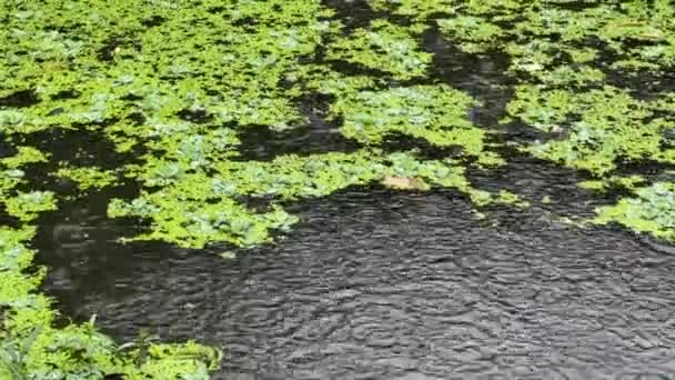 Πράσινο Ζιζανίων Στο Νερό Στη Βροχερή Ημέρα — Αρχείο Βίντεο