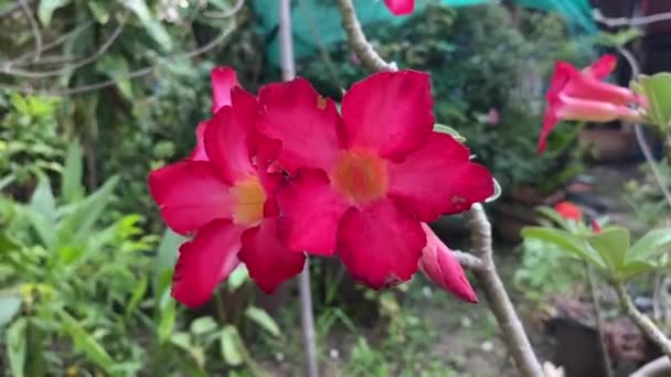 Impala Lírio Flor Jardim Natureza — Vídeo de Stock