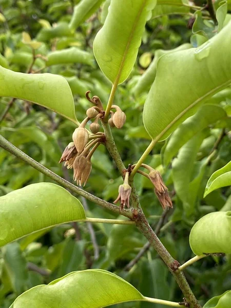 Mimusops Elengi Tree Nature Garden — Stock Fotó